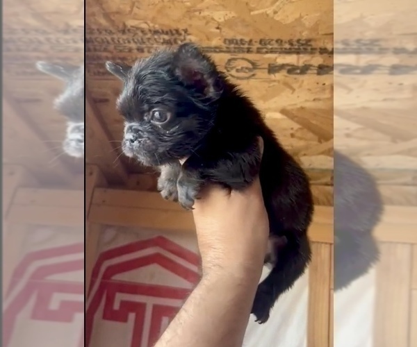 Medium Photo #4 French Bulldog Puppy For Sale in N HOLLYWOOD, CA, USA