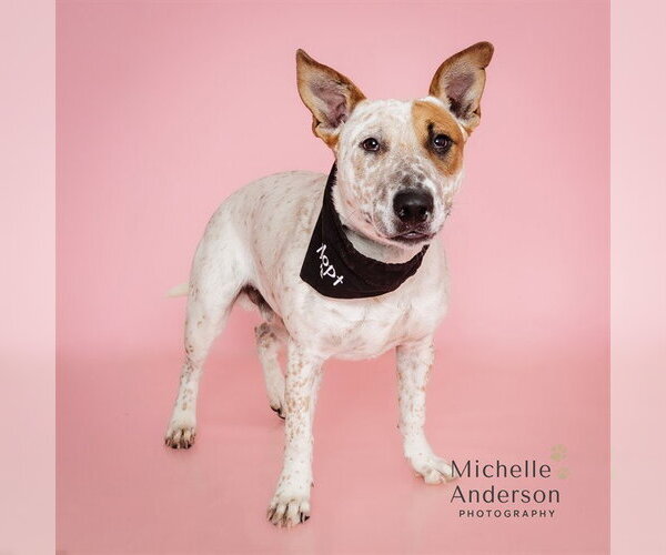 Medium Photo #1 Bull Terrier-Unknown Mix Puppy For Sale in Corona, CA, USA