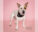 WICKETT - Male Bull Terrier-Unknown Mix Dog for Adoption - Small photo
