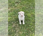 Small #4 Shepradors