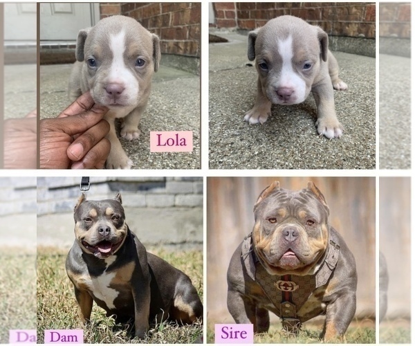 Medium Photo #12 American Bully Puppy For Sale in BURLESON, TX, USA
