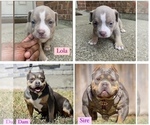 Small Photo #12 American Bully Puppy For Sale in BURLESON, TX, USA