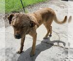 Small Labrador Retriever Mix
