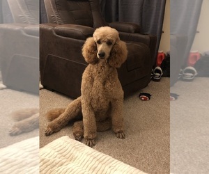 Mother of the Poodle (Standard) puppies born on 04/20/2025
