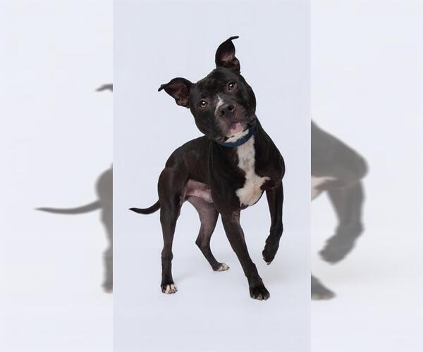 Medium Photo #2 Mutt Puppy For Sale in Forestville, MD, USA
