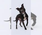 Small #1 Mutt