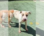Small Photo #16 Mutt Puppy For Sale in Rockwall, TX, USA
