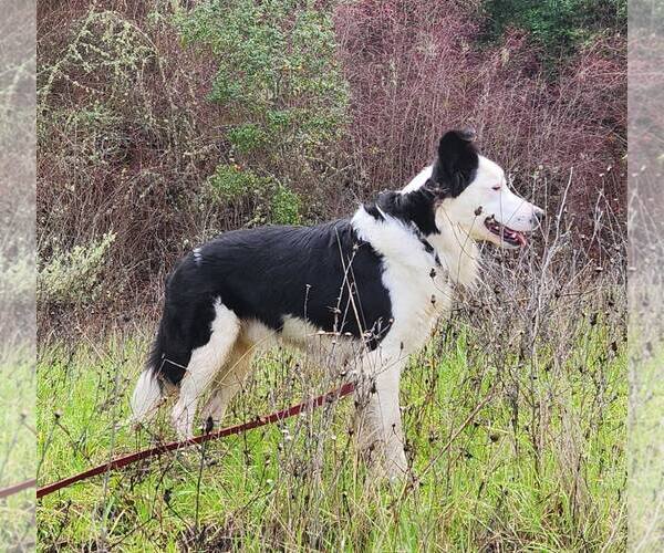 Medium Photo #2 Border Collie-Unknown Mix Puppy For Sale in Paso Robles, CA, USA