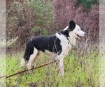 Small #1 Border Collie Mix