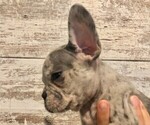 Small Photo #13 French Bulldog Puppy For Sale in BLACK WALNUT, MO, USA