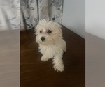 Small #20 Maltese