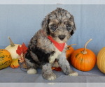 Small #3 Sheepadoodle