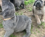Small Photo #6 Cane Corso Puppy For Sale in ALEXANDER, AR, USA