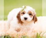 Small Photo #72 Goldendoodle (Miniature) Puppy For Sale in WARSAW, IN, USA