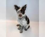 Small #3 Border Collie Mix