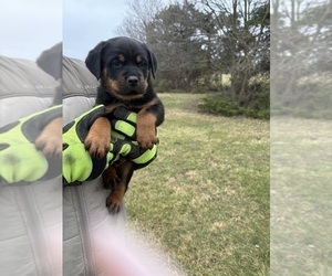 Rottweiler Puppy for sale in POLO, MO, USA