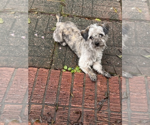 Medium Photo #1 Bichon Frise-Chorkie Mix Puppy For Sale in CONWAY, SC, USA