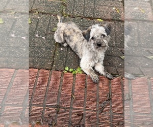 Bichon Frise-Chorkie Mix Puppy for sale in CONWAY, SC, USA