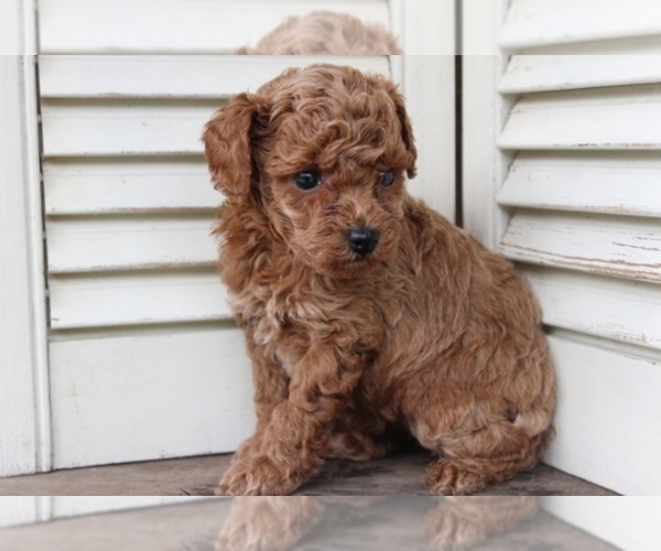 Medium Photo #2 Poodle (Toy) Puppy For Sale in FREDERICKSBURG, OH, USA
