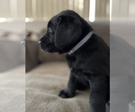 Small Photo #2 Labrador Retriever Puppy For Sale in PERRIS, CA, USA