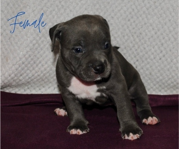 Medium Photo #1 American Bully Puppy For Sale in NASHVILLE, TN, USA