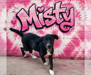 Labrador Retriever-Unknown Mix Dogs for adoption in Claremore, OK, USA