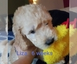 Small Photo #3 Goldendoodle Puppy For Sale in EAST POINT, GA, USA