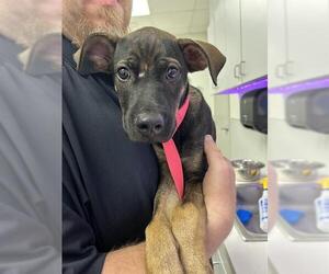 German Shepherd Dog-Unknown Mix Dogs for adoption in Rosenberg, TX, USA