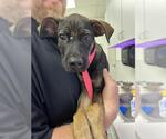 Small German Shepherd Dog Mix