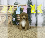 Image preview for Ad Listing. Nickname: Cavapoos