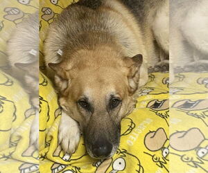 German Shepherd Dog Dogs for adoption in Hillsboro, MO, USA