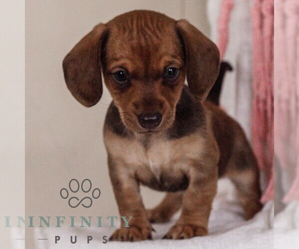 Medium Photo #3 Dachshund Puppy For Sale in EAST EARL, PA, USA