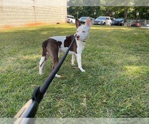 American Pit Bull Terrier-Unknown Mix Dogs for adoption in Charlotte, NC, USA