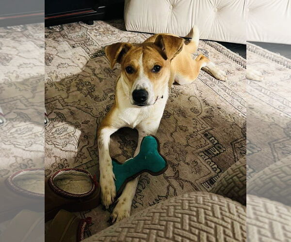 Medium Photo #16 Mutt Puppy For Sale in Germantown, OH, USA