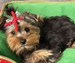 Small #3 Yorkshire Terrier