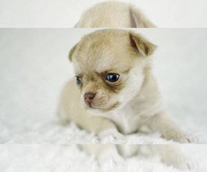 Chihuahua Puppy for sale in UNION GROVE, NC, USA