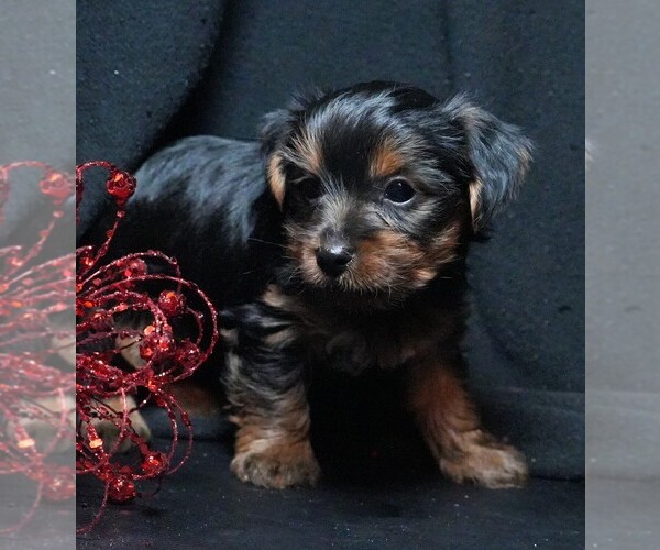 Medium Photo #2 Yorkshire Terrier Puppy For Sale in ROCK VALLEY, IA, USA
