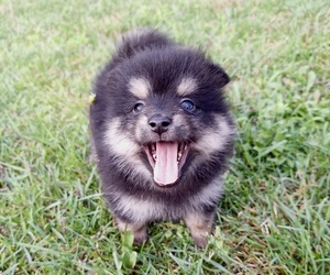 Pomsky Puppy for sale in GREENVILLE, MI, USA