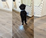 Small #2 Poodle (Miniature)