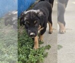 Small #7 Australian Shepherd-Miniature Australian Shepherd Mix