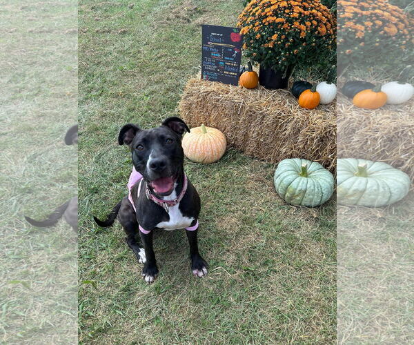 Medium Photo #22 American Pit Bull Terrier-Unknown Mix Puppy For Sale in Germantown, OH, USA