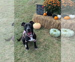 Small #21 American Pit Bull Terrier Mix