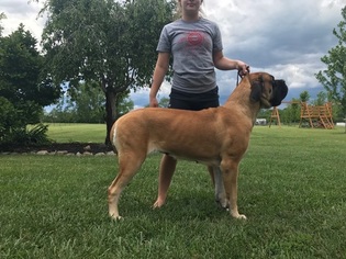 Mastiff Puppy for sale in MOUNT STERLING, OH, USA