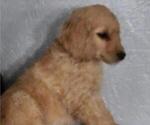 Small Photo #5 Goldendoodle Puppy For Sale in LAGRANGE, IN, USA