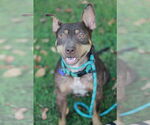 Small #7 Bull Terrier-Doberman Pinscher Mix