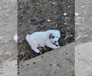 Great Pyrenees Puppy for sale in TROY, MO, USA