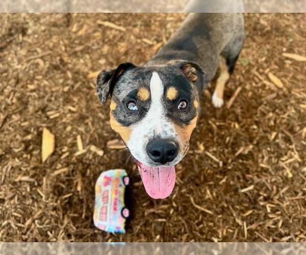 Medium Photo #2 American Pit Bull Terrier-Catahoula Leopard Dog Mix Puppy For Sale in Denver, CO, USA