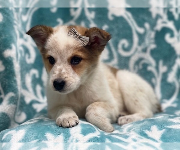 Medium Photo #9 Texas Heeler Puppy For Sale in LAKELAND, FL, USA