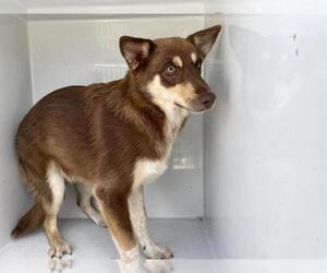 - Mix Dogs for adoption in Houston, TX, USA