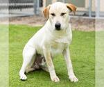 Small Labrador Retriever Mix